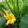 Why Zucchini Leaves Turn Yellow