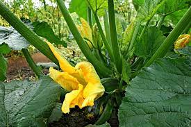 Why Zucchini Leaves Turn Yellow