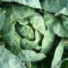will cabbage constipate you