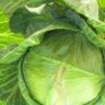 will cabbage give you diarrhea