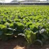 will cabbage grow back