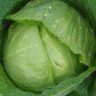 will cabbage grow in hot weather