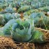 will cabbage grow in shade
