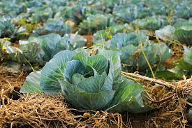 will cabbage grow in shade