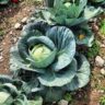 will cabbage grow in summer