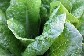 will cabbage help with constipation