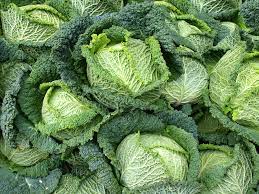 will cabbage help you poop