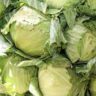 will cabbage make you poop