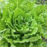 will cabbage raise blood sugar