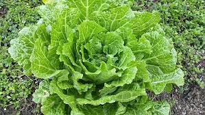 will cabbage raise blood sugar