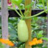 Will Zucchini Climb A Fence