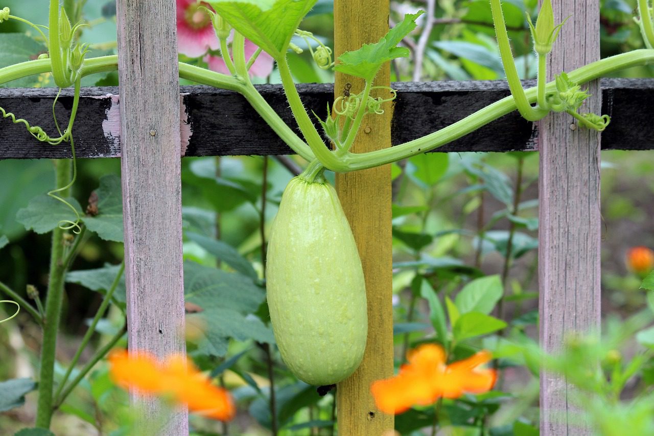 Will Zucchini Climb A Fence