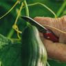 will zucchini climb a trellis
