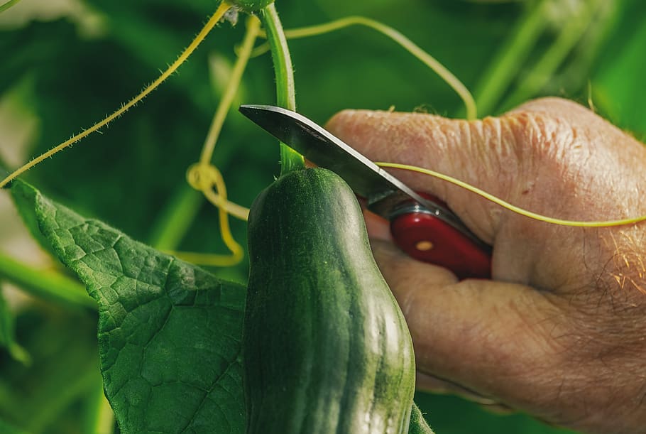will zucchini climb a trellis