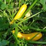 will zucchini grow in a pot