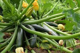 will zucchini grow in clay soil
