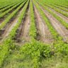 will zucchini grow in sandy soil