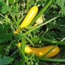 will zucchini grow in shade