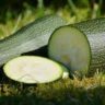 Will Zucchini Grow In Winter