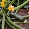 zucchini growing