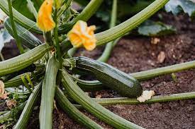 zucchini growing