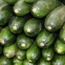 Zucchini Vegetable