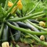 zucchini where to plant
