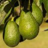 avocado a fruit