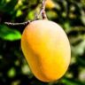 Mango Fruit