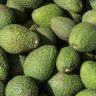 avocado australia