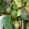 avocado tree