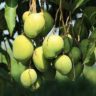 mango bags