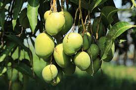 mango bags