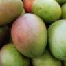 mango benefits