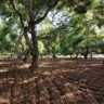mango farm