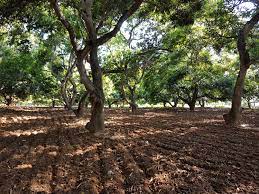 mango farm