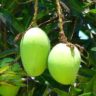 mango flower