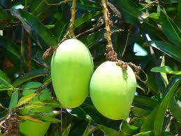 mango flower
