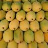 mango fridays