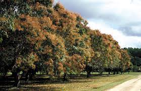 mango hill qld