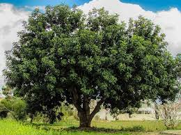 mango hill weather