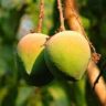 mango india