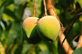 mango india