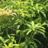 mango leaves