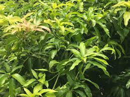 mango leaves