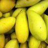 mango season