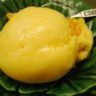 mango sorbet