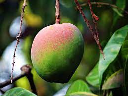 mango tree eastwood