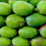 mango tv
