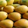 mango varieties